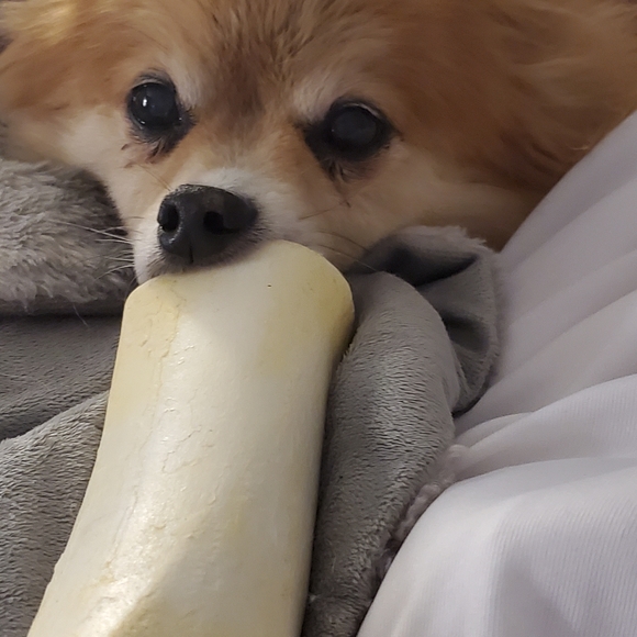 Loki LittleBear 2006-2020 (RSVP delayed shipments) - Picture 11 of 14